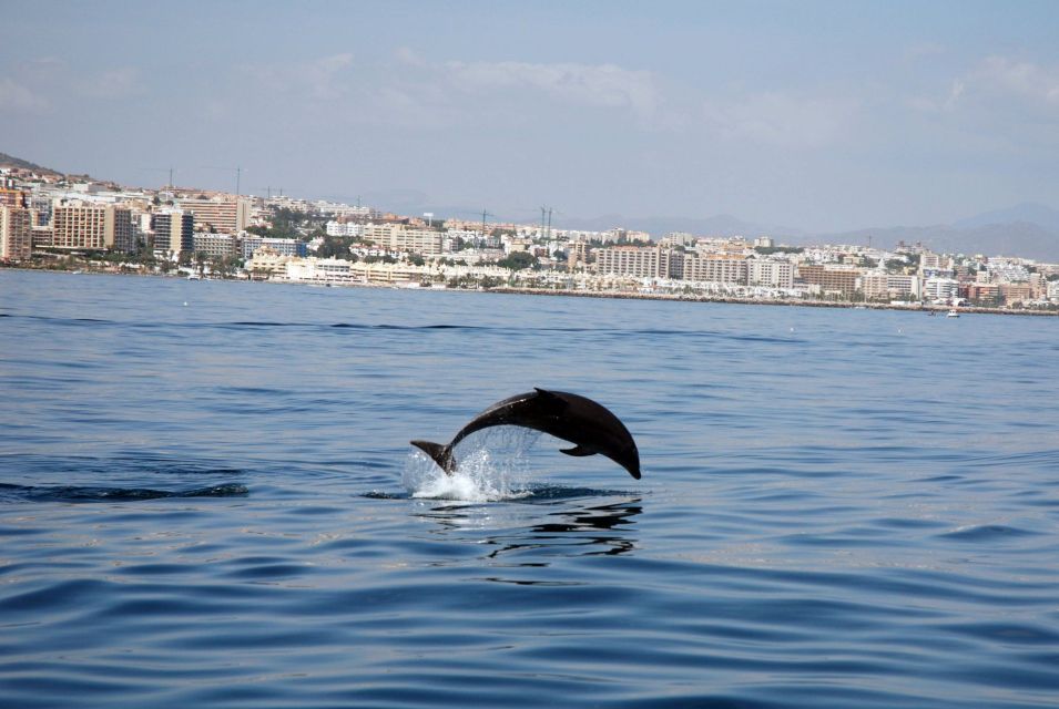 Benalmadena: Dolphin Watching Boat Tour - Departure Location and Schedule