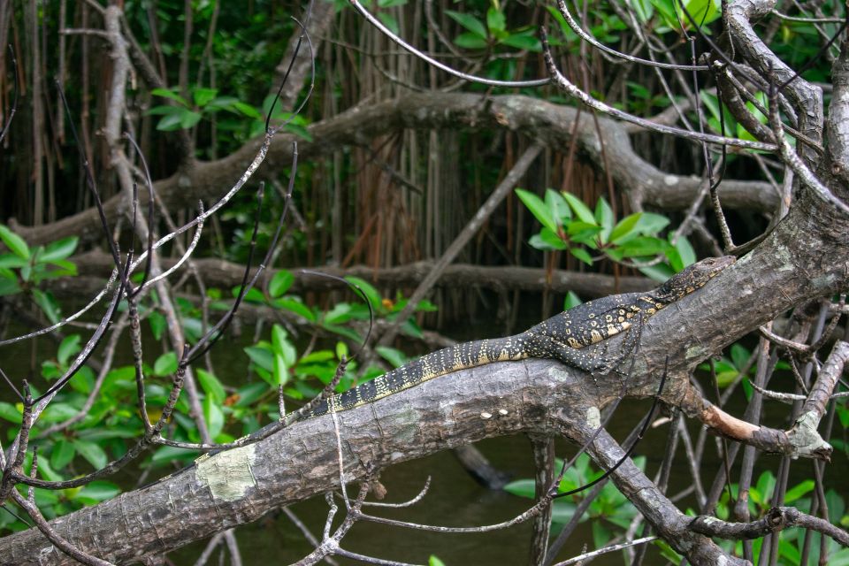 Bentota Beach, River Mangroves Lagoon, Wildlife Tour - Included Amenities