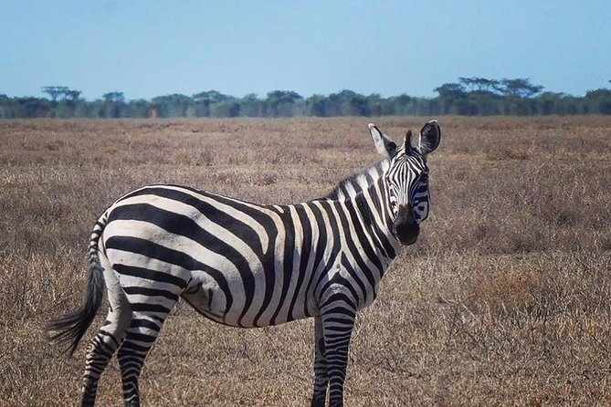Best 3 Days Tanzania Shared Safari Tarangire Ngorororo Manyara - Pricing and Booking