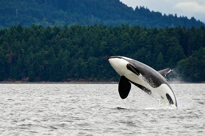 Best of Juneau: Mendenhall Glacier, Whale Watching and Salmon Bake - Accessibility and Inclusions