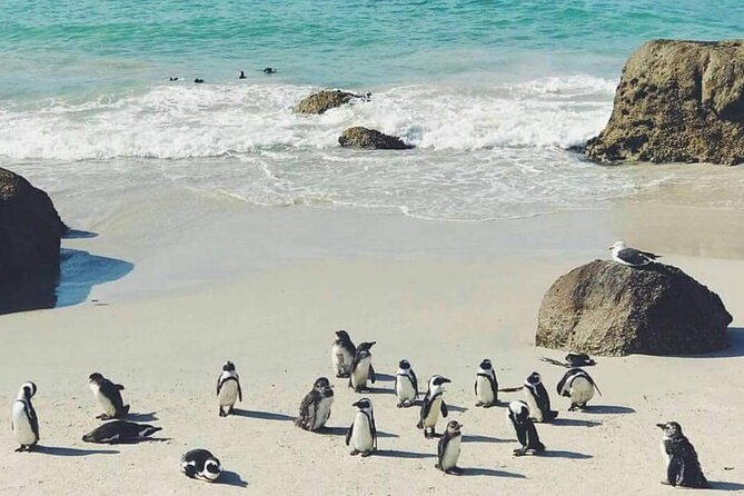 Best of the Cape Full Day Private Tour - Visiting Boulders Beach