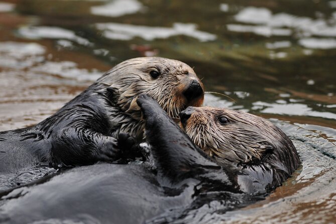 Best Whale Watching and Wildlife Shore Excursion in Sitka - Accessibility Information