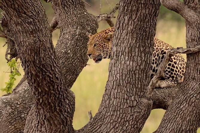 Big 5 Kruger National Park 2 Days Safari From Johannesburg - What to Expect