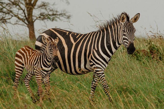 Big 5 Safari Day Trip - Accessibility Features