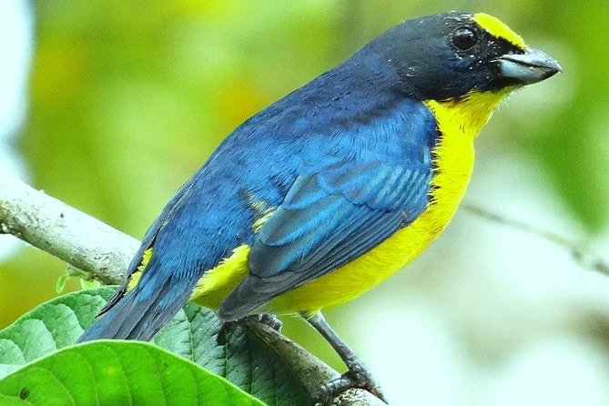 Bird Watching Tour Arenal Mundo Aventura - Accessibility and Restrictions