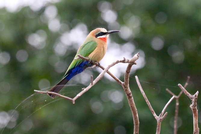 Birdwatching Cruise in Zambezi River With Breakfast - Onboard Breakfast Service