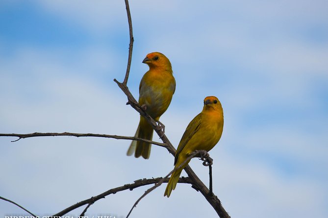 Birdwatching Tour Cajas Park and Tamarindo Tropical Forest Area From Cuenca - Pricing and Cancellation Policy