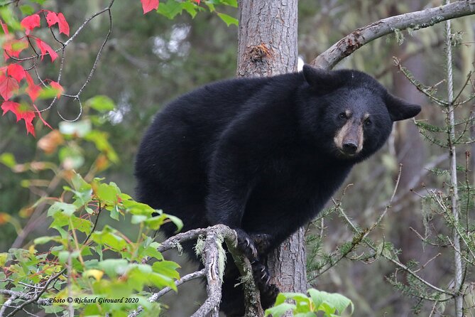Black Bear Viewing and Walking at Oudoor Ctrs Canyon - Accessibility and Fitness Level