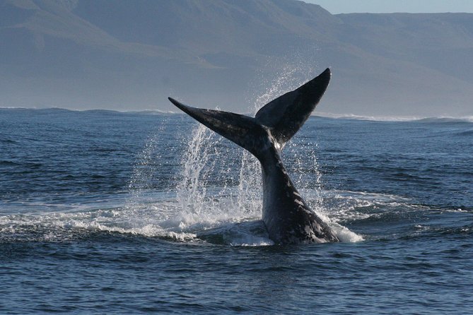 Boat Based Whale Watching From Hermanus - Customer Reviews and Feedback