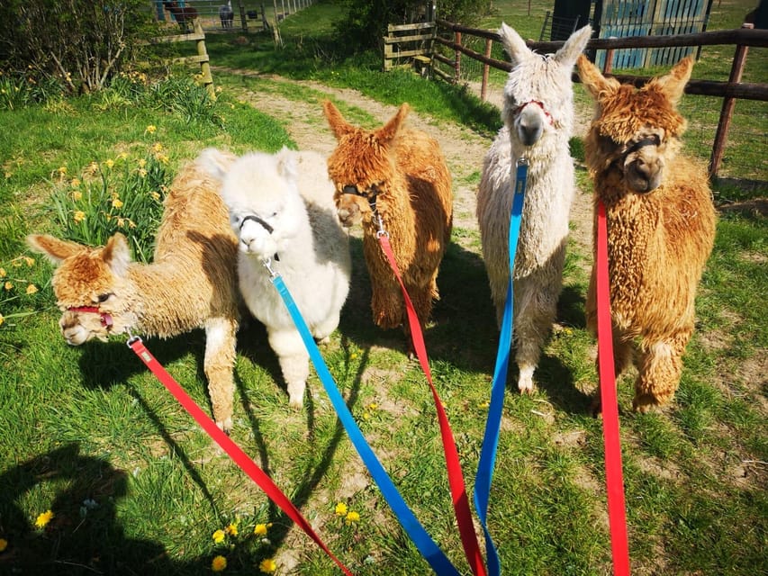 Brackenfield: Alpaca Trek - Weather Preparedness and Attire