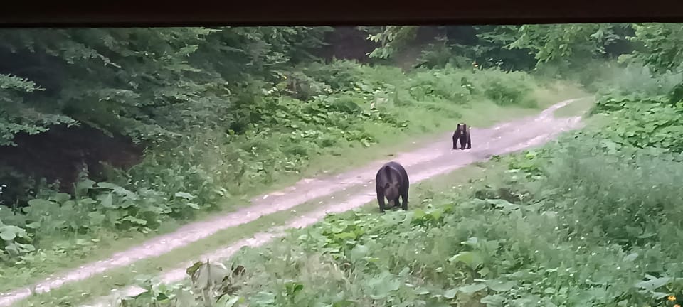 Brașov: 4-Hour Bear Watching Tour in Carpathian Mountains - Wildlife Observation Tips