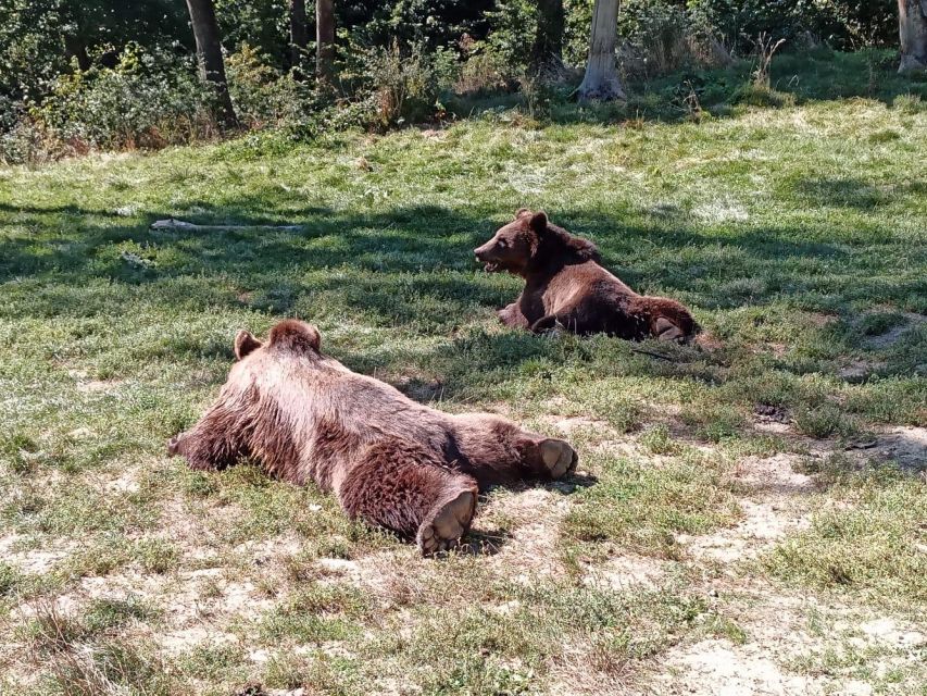 Brașov: Bear Sanctuary, Dracula Castle, and Râșnov Fortress - Additional Attractions Nearby