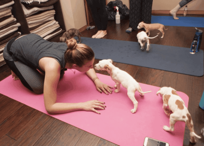 Budapest: Puppy Yoga Class - Tips for a Great Session