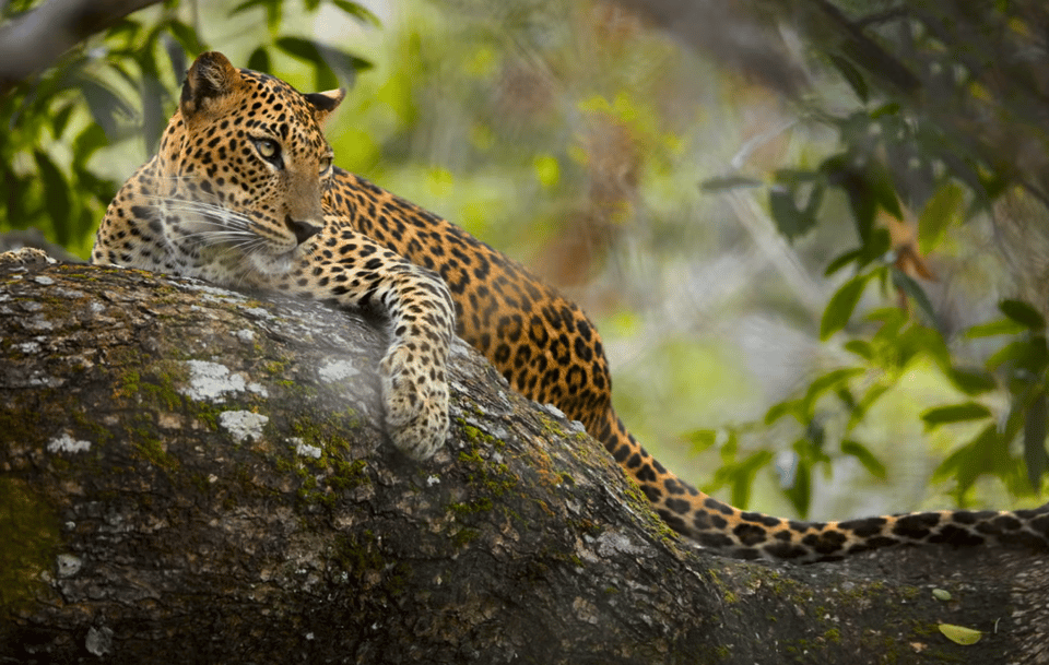 Budget Safari to Wilpaththu National Park From Colombo - Flexible Itinerary Exploration