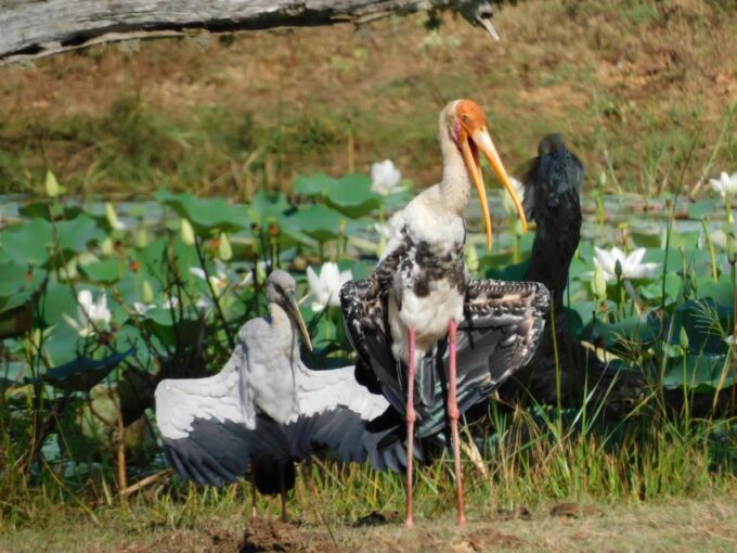 Bundala Half Day Safari PRIVATE Tours (Morning & Afternoon) - Customer Reviews and Feedback