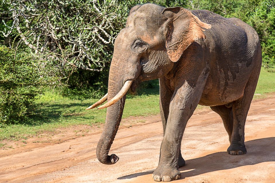 Bundala National Park Safari Tour - Safari in Golden Hours - Unique Attractions