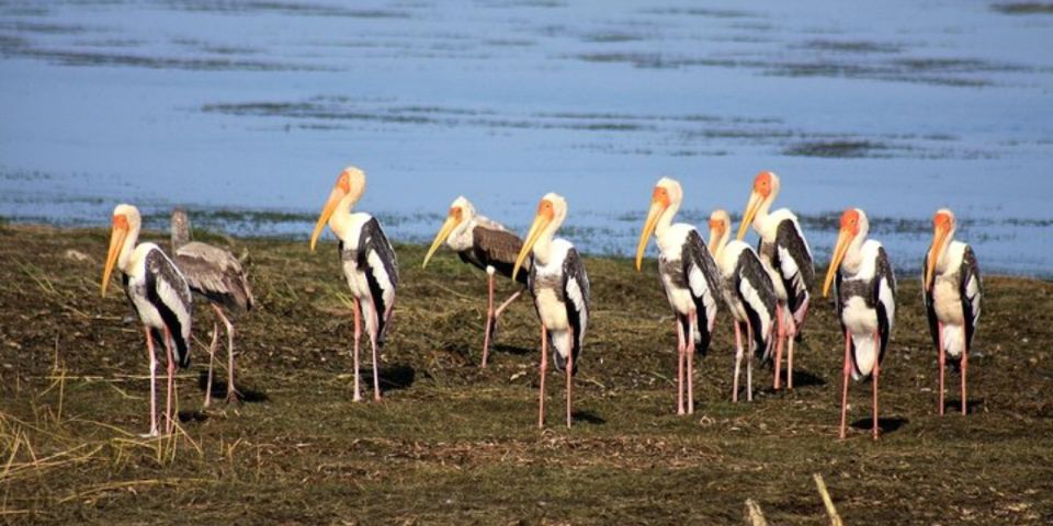 Bundala National Park Sunrise Wildlife Expedition - Greater Flamingo Migration