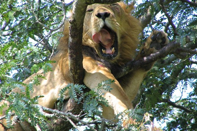 Bwindi Impenetrable Kenya Tanzania Gorilla Safari 14 Days 13 Nights - Booking and Policies