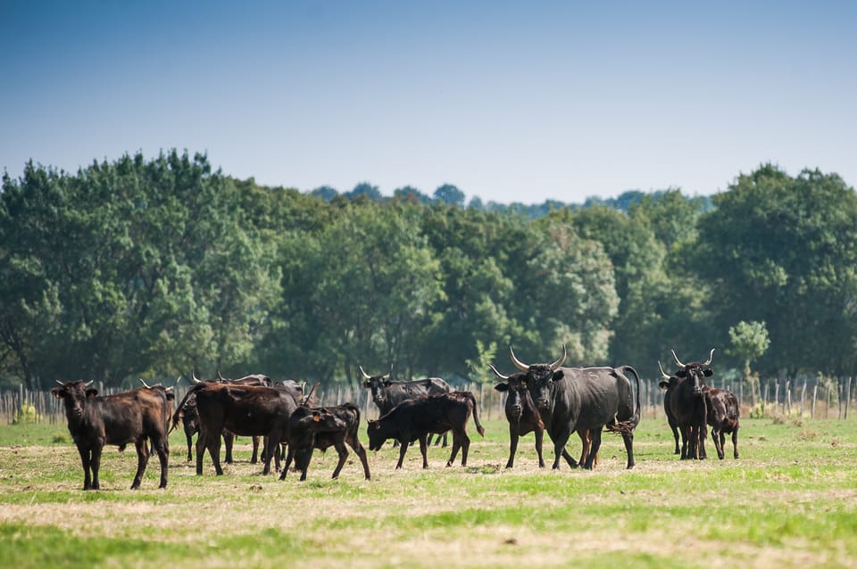 Camargue: Half-Day 4x4 Guided Safari Adventure - Exploring Authentic Landscapes