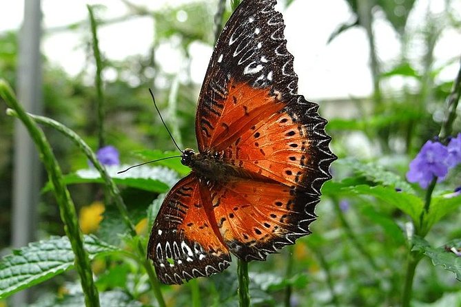 Cameron Highland Day Tour From Kuala Lumpur - Nearby Attractions to Explore