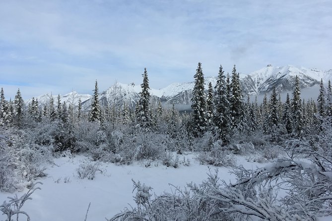 Canmore: Wilderness & Wildlife Hiking Tour - 3hrs - Scenic Trails and Meadows