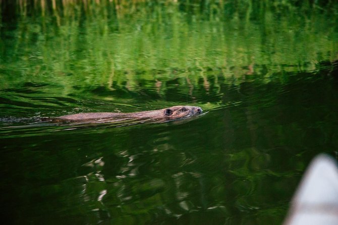 Canoe Adventure in Stockholm Archipelago - Cancellation Policy