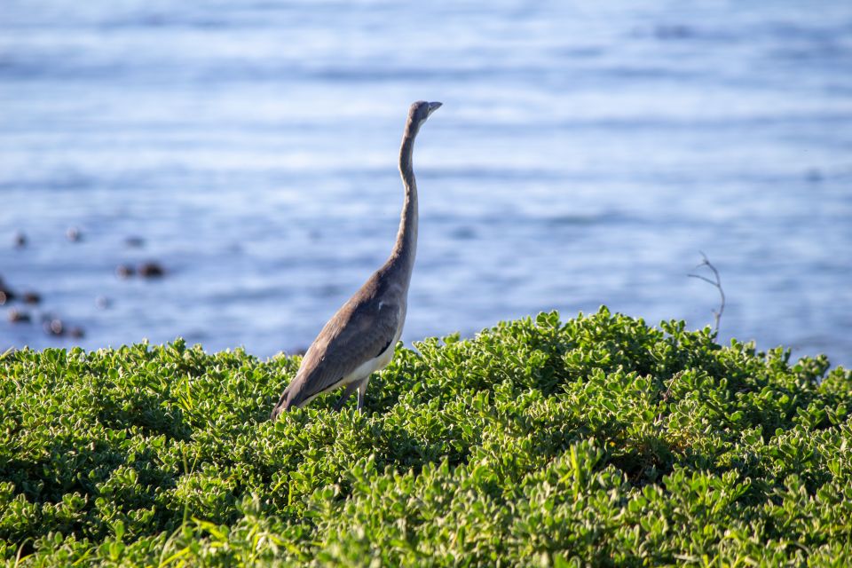 Cape Agulhas, Hermanus & Stoney Point Penguins Full Day Tour - Discovering Stoney Point Penguins