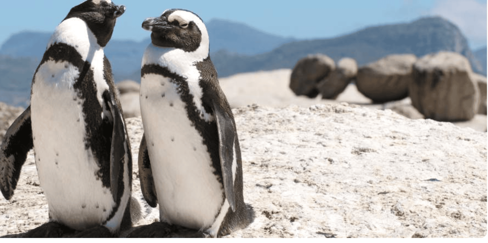 Cape of Good Hope and Boulders Beach Private Tour - Inclusions and Amenities