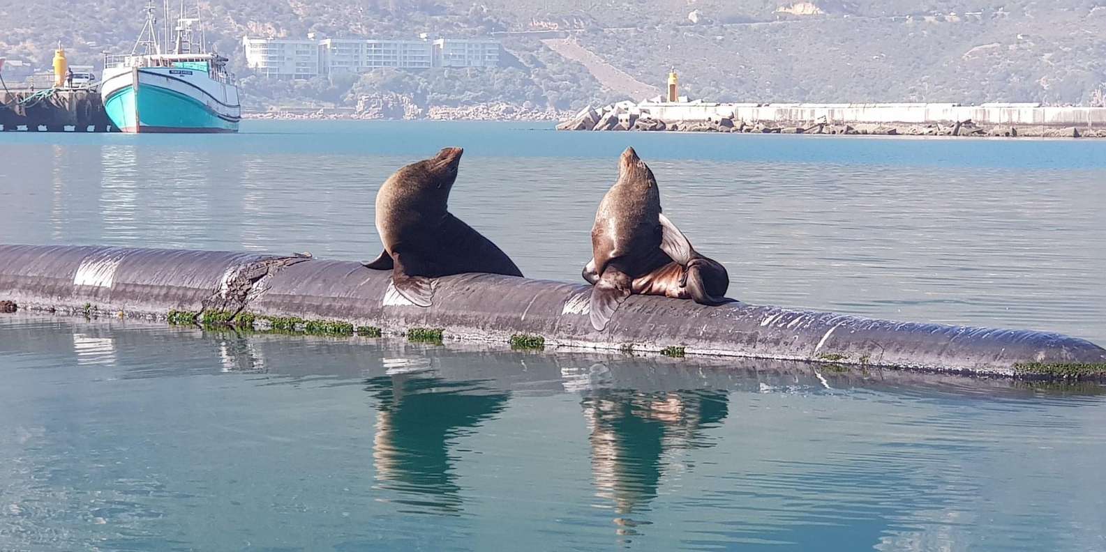 Cape of Good Hope, Chapmans Peak Drive, Penguins , Seals - Participant Feedback Highlights