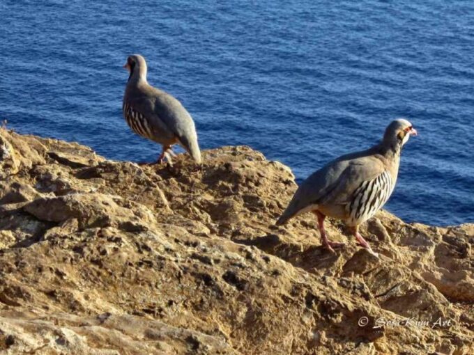 Cape Sounion Audioguide: Explore Greek Antiquity in Depth - Navigating the Site