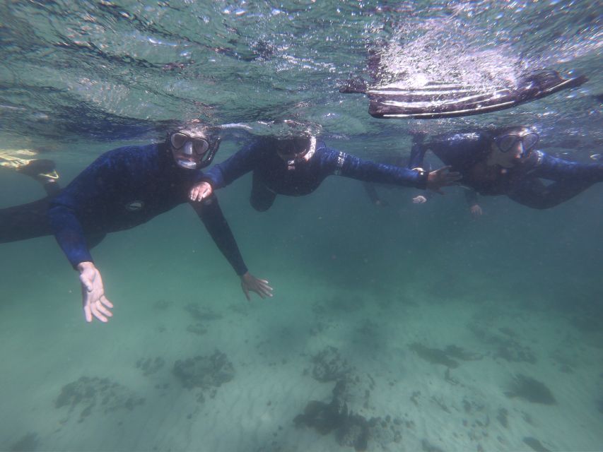 Cape Town: Great African Sea Forest Guided Snorkel - Exploring the Sea Forests Biodiversity