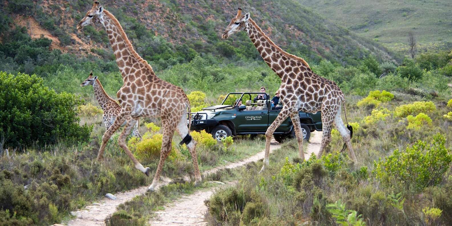 Cape Town: Private Aquila Reserve Safari With Winery Lunch - Important Information to Note