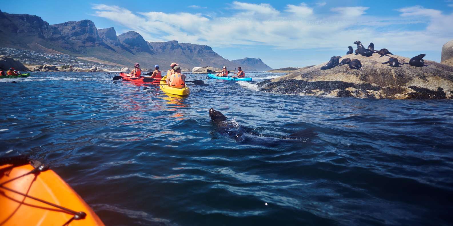 Cape Town: Private Guided Kayak Tour - Recommendations