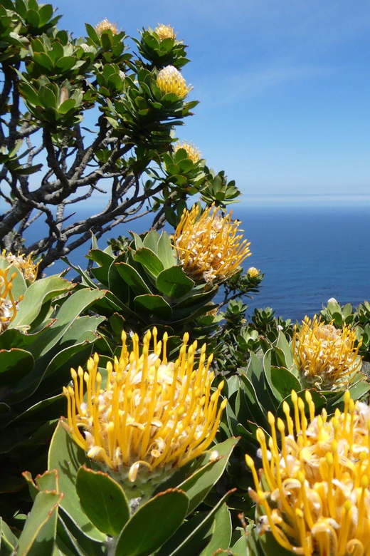 Cape Town: Table Mountain and Cape Point Small Group Tour - Exploring Table Mountain