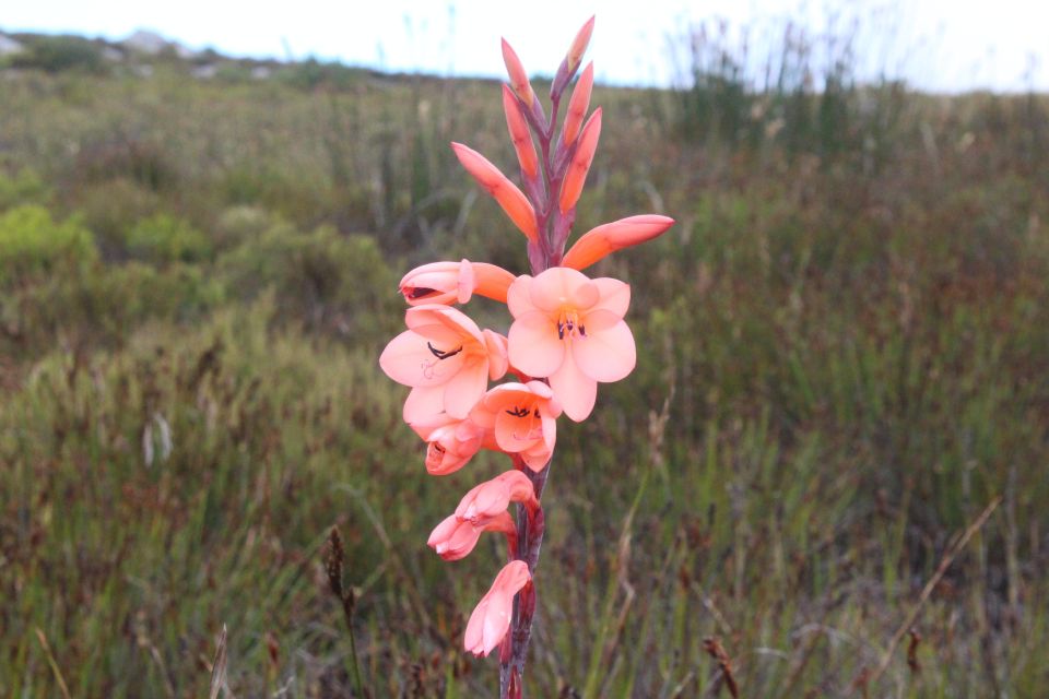 Cape Town: Table Mountain Hike With an Expert Guide - Frequently Asked Questions