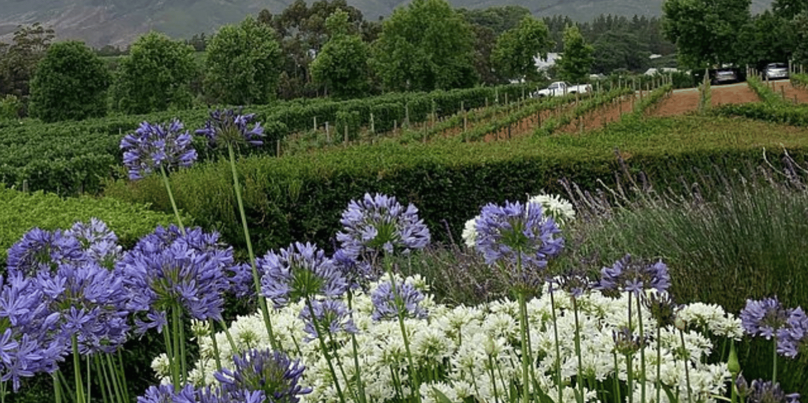 Cape Winelands :Highlights Tour With Wine Tasting - The Sum Up