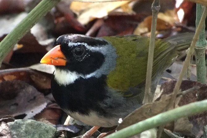 Carara National Park Birdwatching Private Guided Tour Experience. - Guest Reviews and Ratings