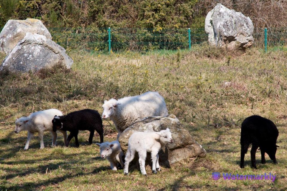 Carnac Tour: Megalithic Marvels and La Trinite Sur Mer - Frequently Asked Questions