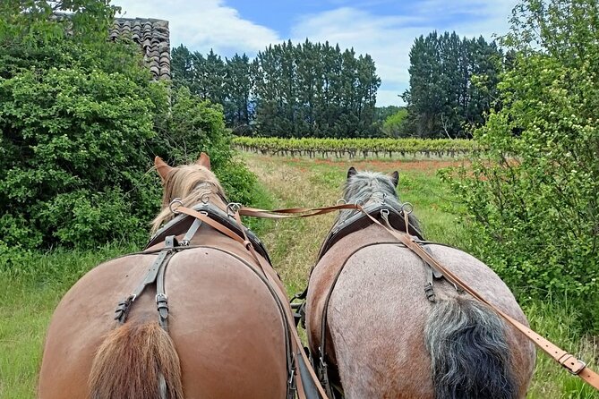 Carriage Rides in the Heart of the Luberon - Unique Features of the Experience