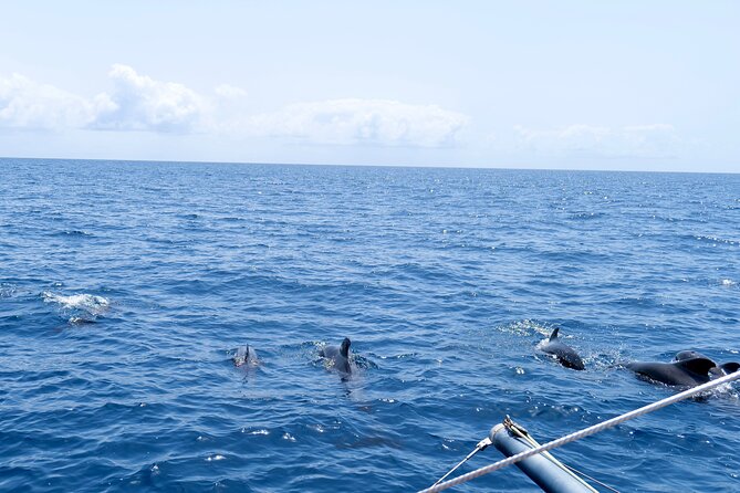 Catamaran Half Day - Beautiful Day on the Atlantic Ocean - Booking Information and Policies