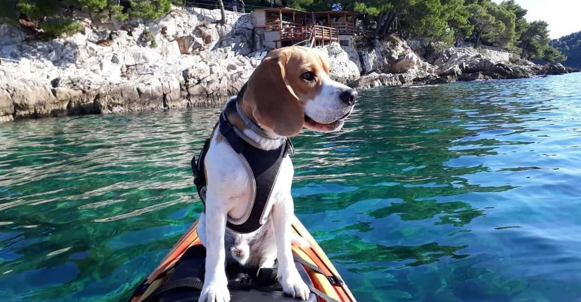 Cavtat: Guided Sea Kayaking Tour - Meeting Point and Location