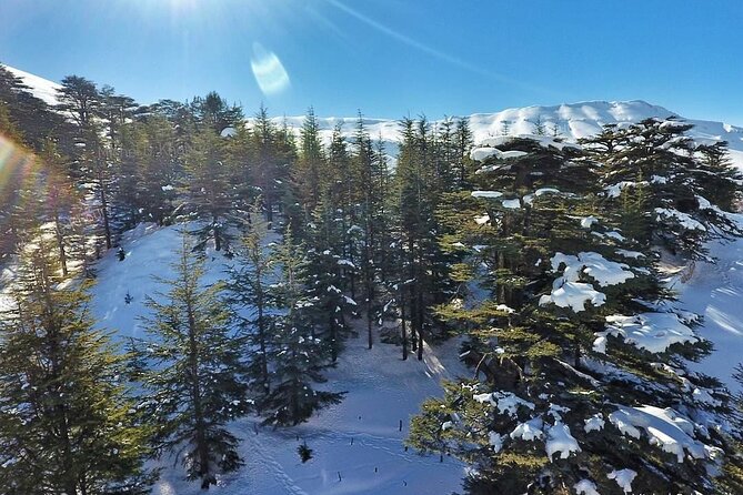 Cedars of Lebanon, Qozhaya, & Bcharre - With Lunch (4G on Board) - Majestic Cedars of Lebanon