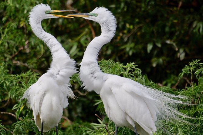 Central Florida Half-Day Private Birding Activity - 2 Person Max - Accessibility and Participation