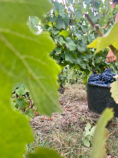Champagne Vineyards Picnic - Cancellation Policy