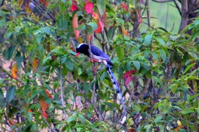 Changunarayan Hill to Telkot Hike Near Kathmandu Day Tour - Local Culture Experience