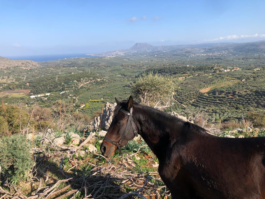 Chania Area: Cooking Class at a Farm in Stylos Village - Participant Feedback