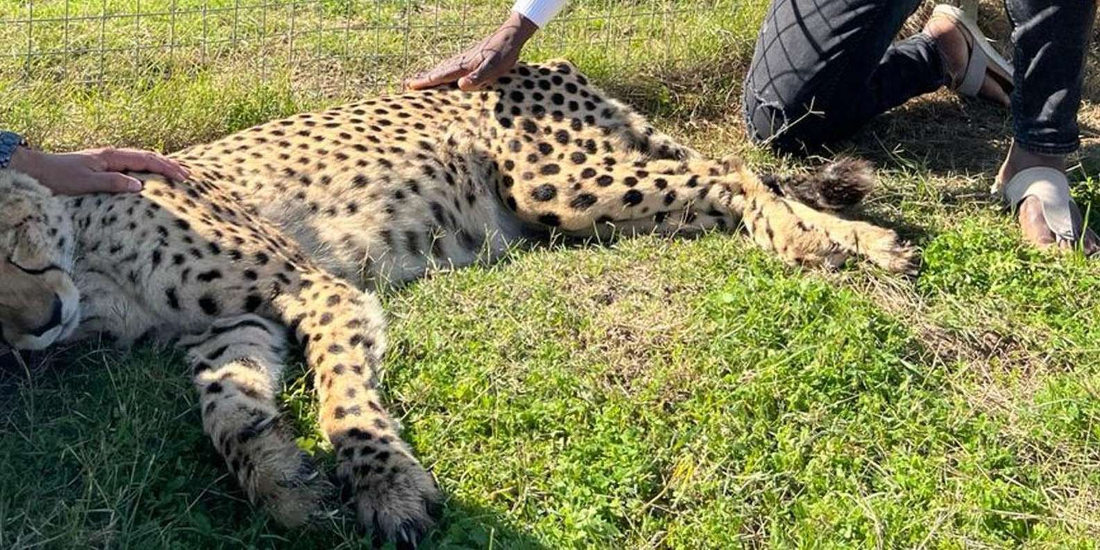 Cheetah Outreach and Award-Winning Winelands Full Day Tour - Booking and Cancellation