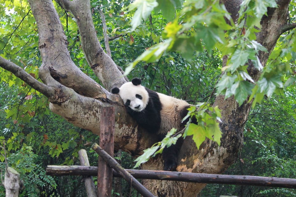 Chengdu: Panda Base Half Day Group Tour - Pickup and Drop-off