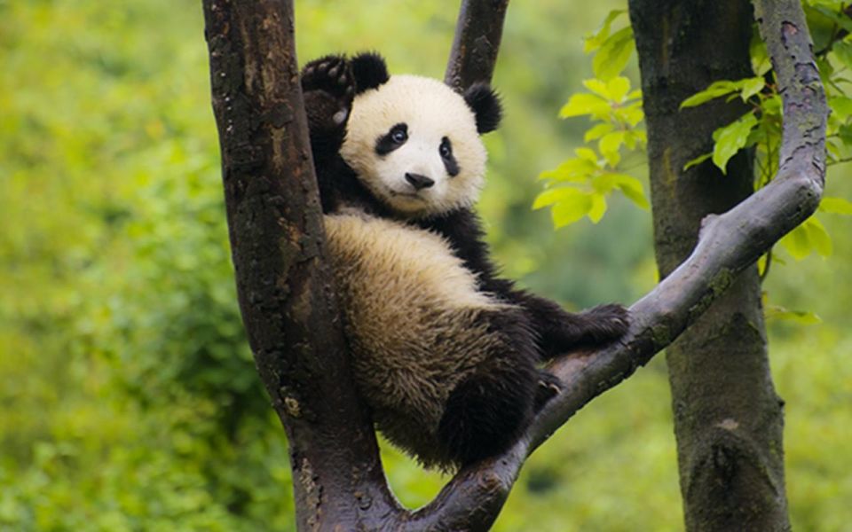 Chengdu Panda Base Half Day Tour - Customer Reviews