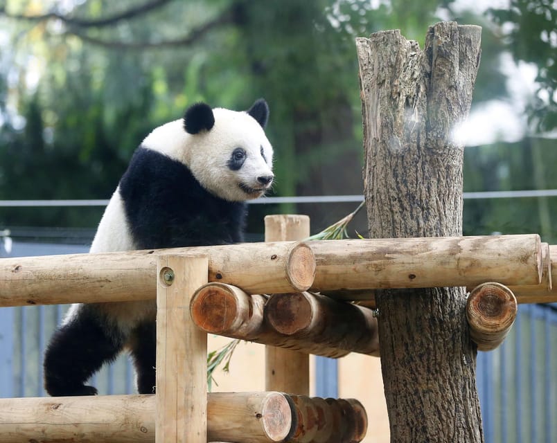 Chengdu: Panda Breeding Base Tickets Booking - Reservation and Booking Information